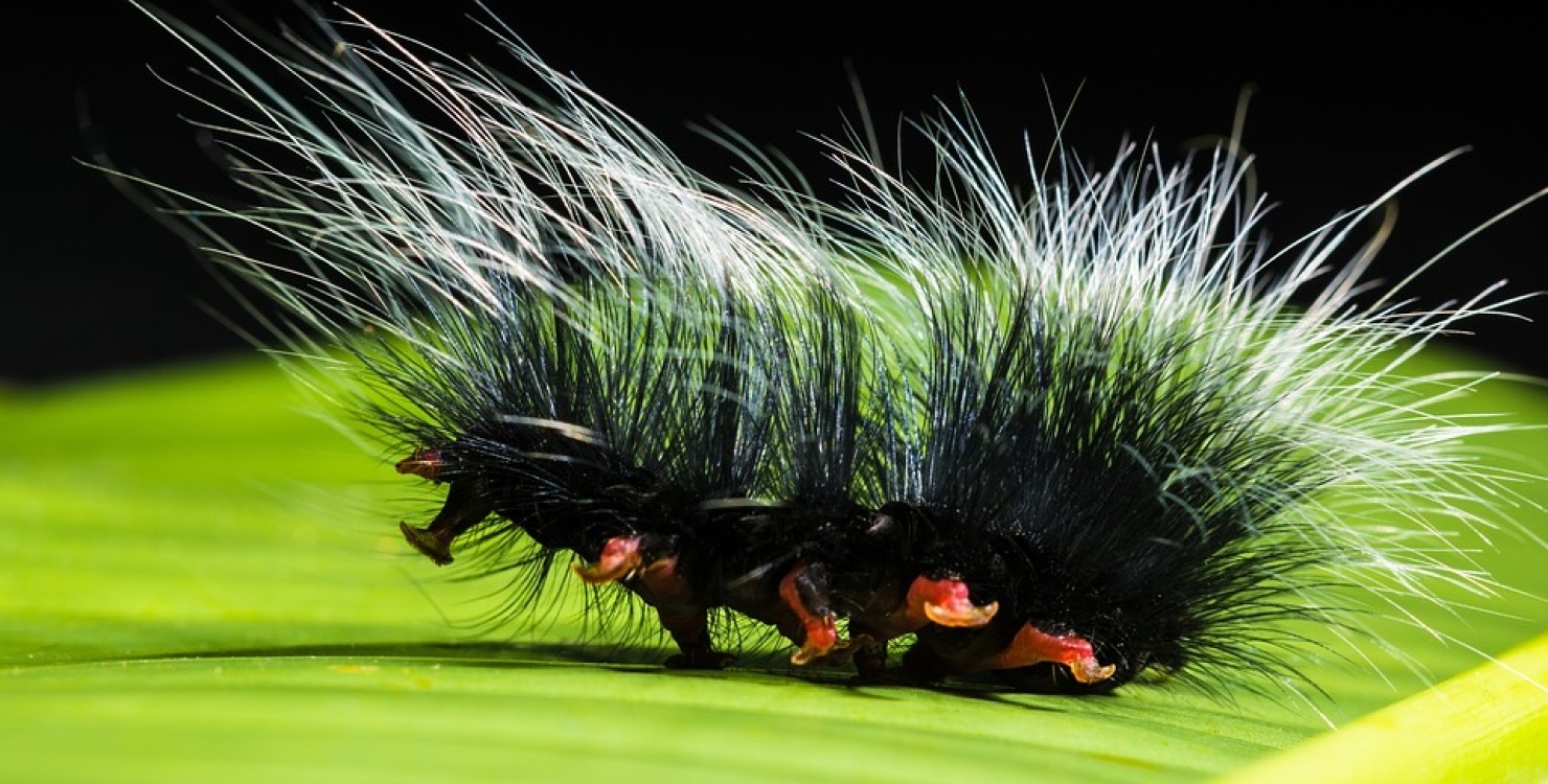 У США з’явилися незвичайні отруйні гусениці, схожі на маленьких дикобразів (ФОТО)