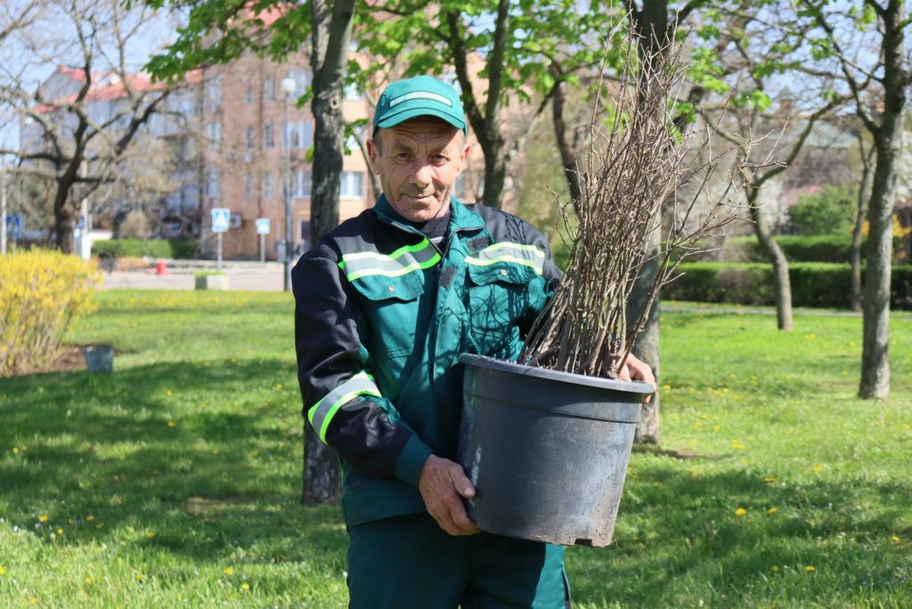 У Миколаєві висадили 30 саджанців дуба Шевченка (ФОТО) 1