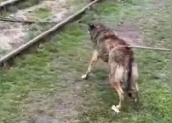 В Миколаєві бригада водоканалу врятувала собаку, який впав в каналізаційний колодязь (ВІДЕО)