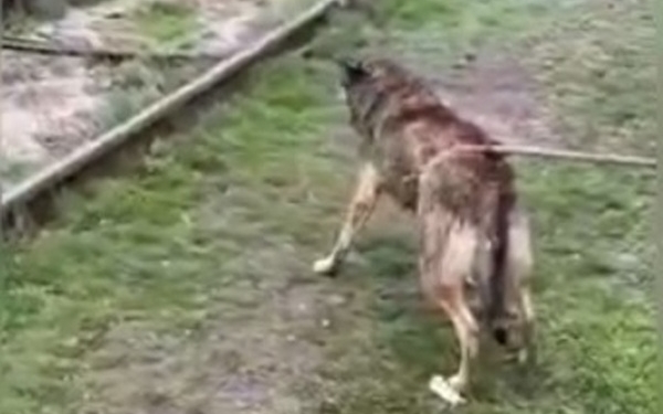 В Миколаєві бригада водоканалу врятувала собаку, який впав в каналізаційний колодязь (ВІДЕО)