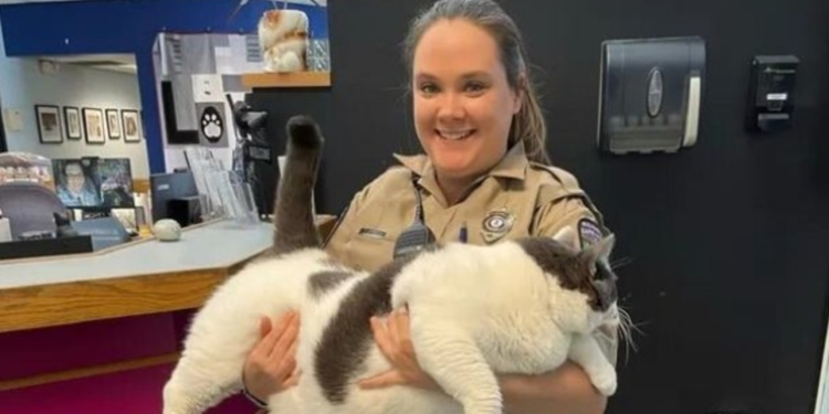 В США коту, якого можна підняти тільки вдвох, знайшли нову родину і призначили дієту (ФОТО)