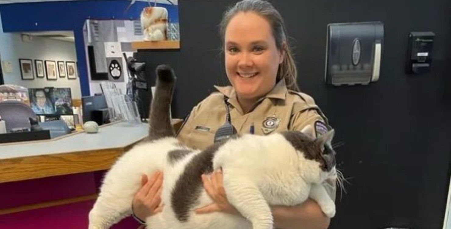 В США коту, якого можна підняти тільки вдвох, знайшли нову родину і призначили дієту (ФОТО)