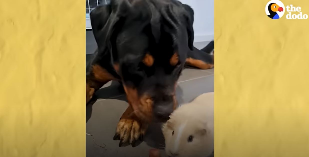 Ротвейлерку ігнорували сусідські собаки через грізний вигляд, і вона “усиновила” морських свинок. Ось де ідилія (ВІДЕО)