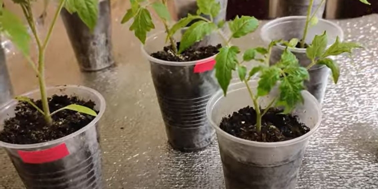 Чим підгодувати розсаду, щоб вона була міцною і здоровою (ВІДЕО)