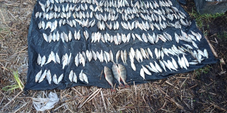 На Миколаївщині під час нерестової заборони двоє браконьєрів наловили риби на суму понад 2 млн гривень (ФОТО)
