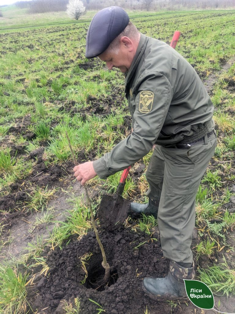 На Миколаївщині до Дня довкілля висадили саджанці горіха волоського, які було евакуйовано з Херсонської області (ФОТО) 6