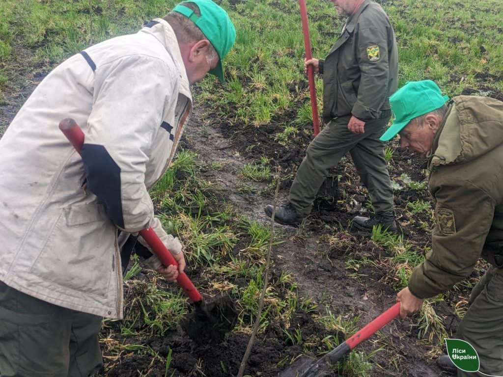 На Миколаївщині до Дня довкілля висадили саджанці горіха волоського, які було евакуйовано з Херсонської області (ФОТО) 10