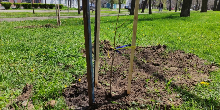 У Миколаєві висадили 30 саджанців дуба Шевченка (ФОТО)