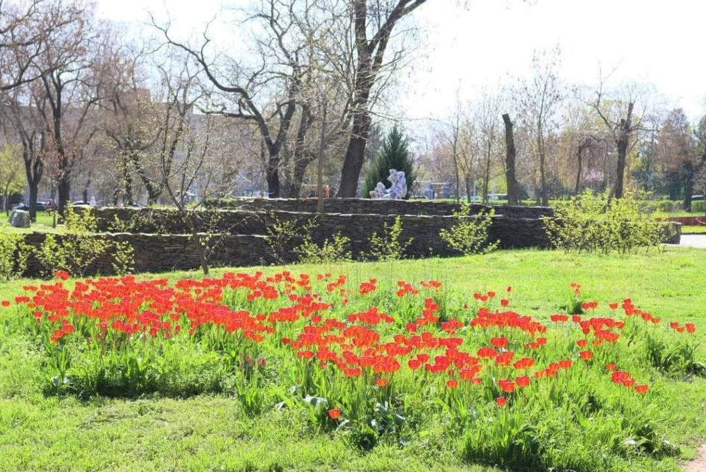 У Миколаєві висадили 30 саджанців дуба Шевченка (ФОТО) 17