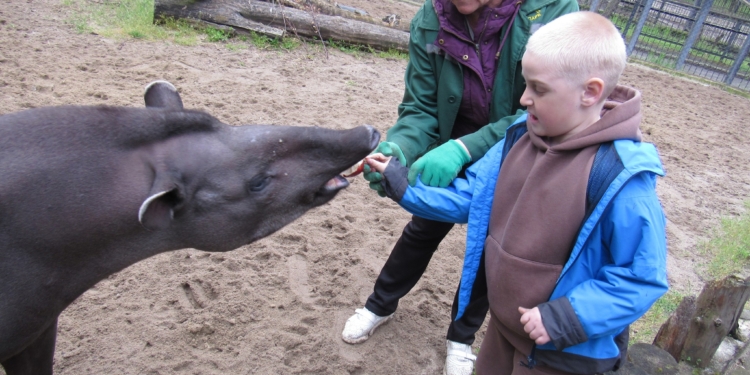 Соло і Піро були задоволені: у Миколаївському зоопарку відзначили Міжнародний день тапіра (ФОТО)