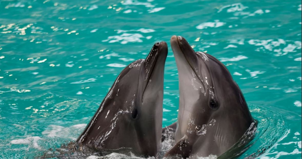 Дельфіни-біженці з України тішать румунських дітей (ФОТО)