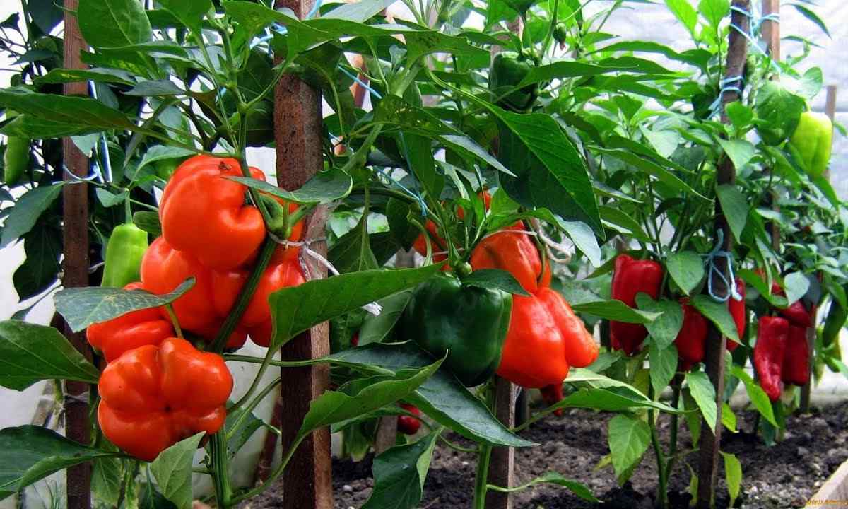 Чим “підгодувати” перці задля щедрого врожаю? Ловіть 3 рецепти