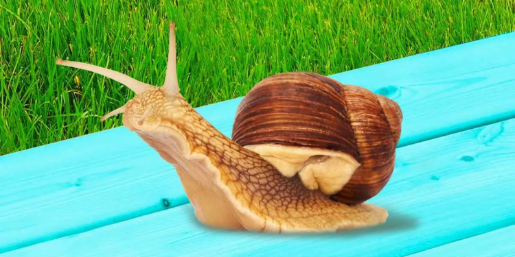 Як захистити дачу від равликів без хімії? Є засоби
