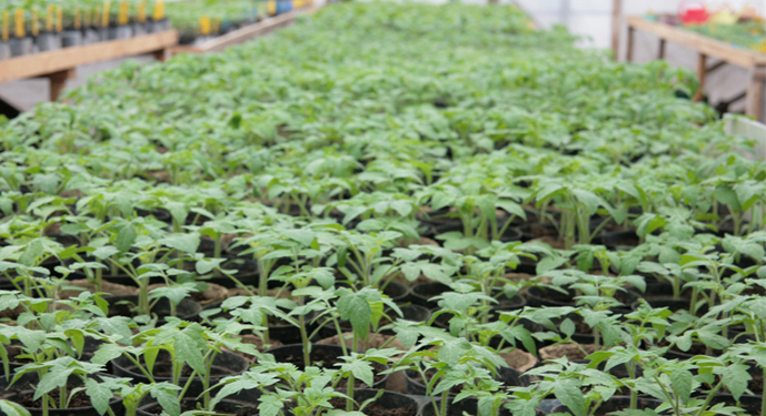 Розсаду томатів для півдня вирощують цього року на Полтавщині