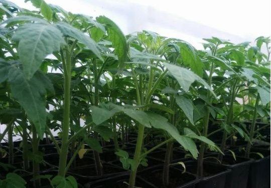 Дощі, сонця нема, тепла нема, розсада переростає, що робити? Є варіанти (ВІДЕО)