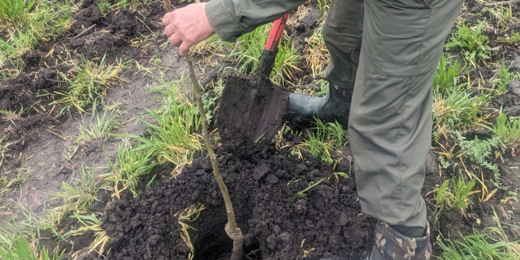 На Миколаївщині до Дня довкілля висадили саджанці горіха волоського, які було евакуйовано з Херсонської області (ФОТО)