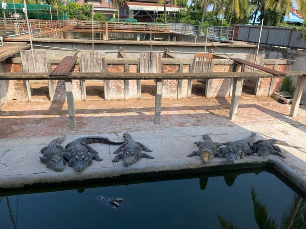 У Камбоджі 40 крокодилів розірвали власника крокодилячої ферми - його давно просили припинити розведення хижаків (ФОТО) 5