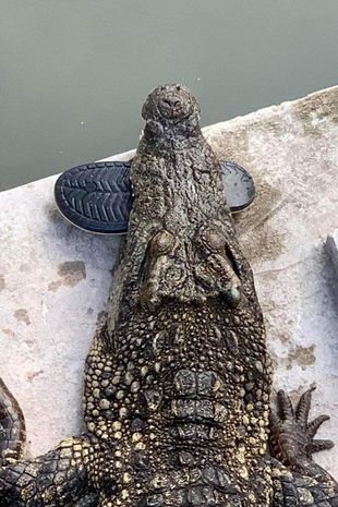 У Камбоджі 40 крокодилів розірвали власника крокодилячої ферми - його давно просили припинити розведення хижаків (ФОТО) 1