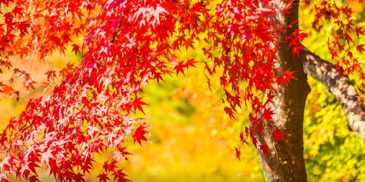 Міндовкілля затвердило перелік чужорідних видів дерев, заборонених у відтворенні лісів, – що туди увійшло