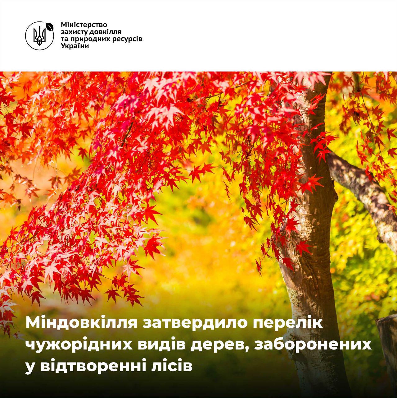 Міндовкілля затвердило перелік чужорідних видів дерев, заборонених у відтворенні лісів, – що туди увійшло