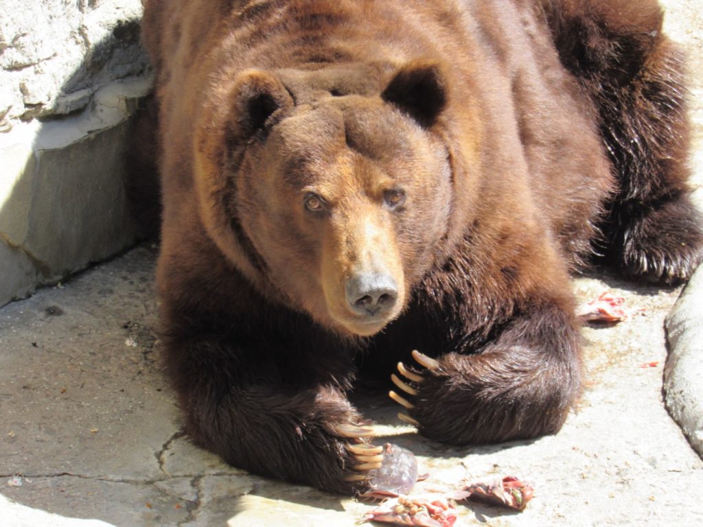 Сьогодні - Happy bears day: Миколаївський зоопарк показав своїх клишоногих (ФОТО) 2