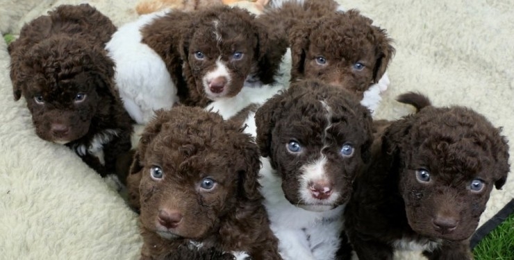 У Британії народились цуценята найрідкіснішої породи собак, яка майже зникла під час Другої світової війни (ФОТО)