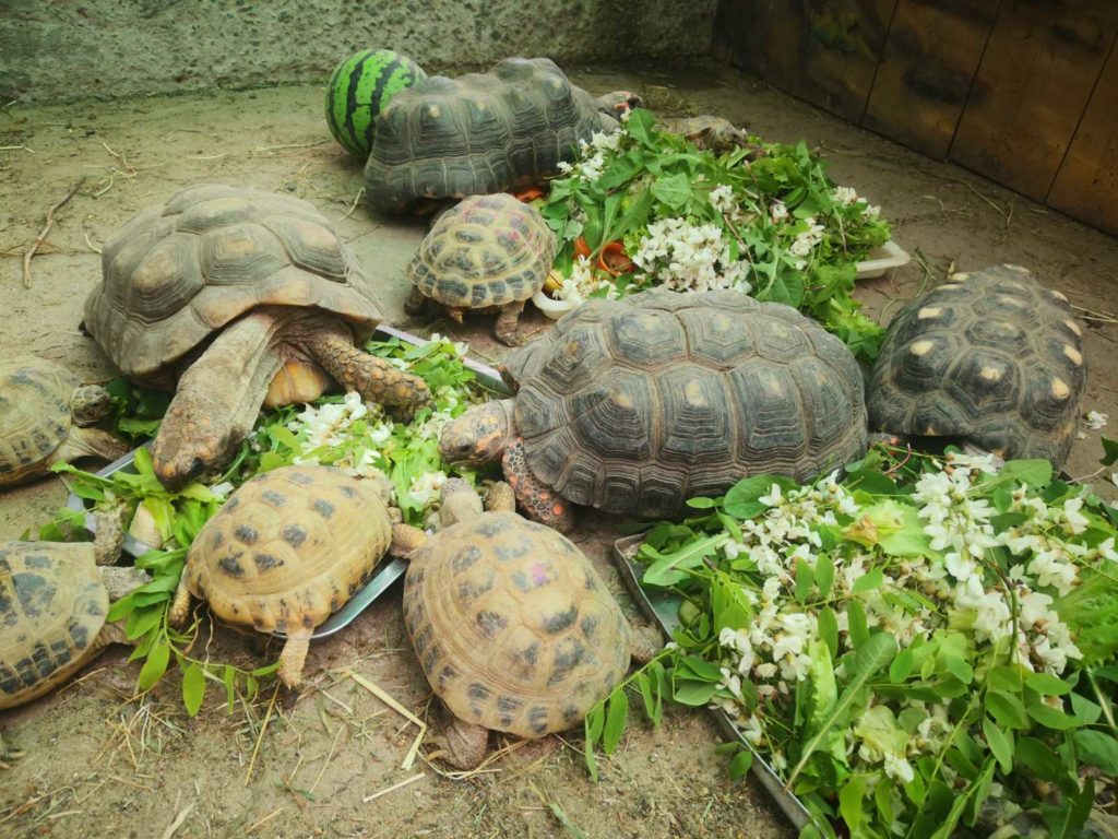 У Миколаївському зоопарку відмітили World Turtle Day: «місцеві» тортілли були задоволені святковими салатиками (ФОТО) 2