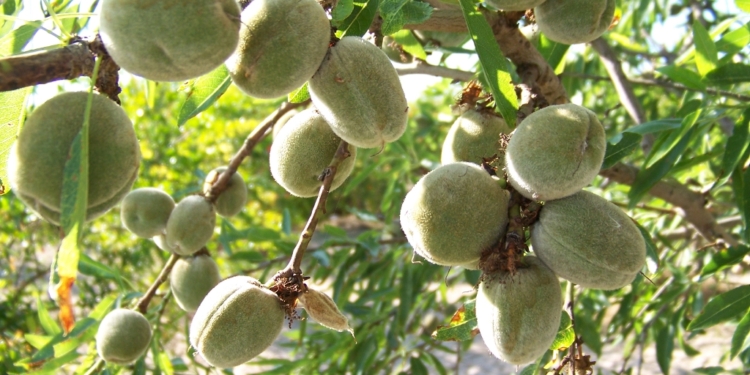 Уряд розширив перелік культур, які можна висаджувати за рахунок грантів: на Миколаївщині та ще в 6 регіонах можна вирощувати мигдаль