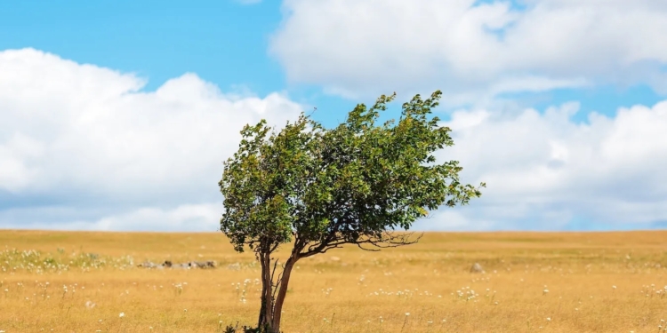 Понад половину: Португалія досягла рекордних показників з виробництва сонячної та вітрової енергії