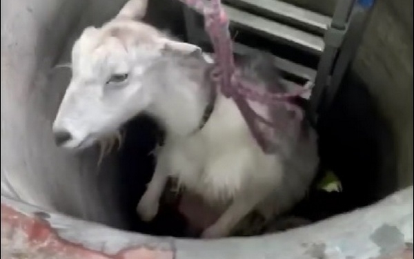 От же ж… коза! На Миколаївщині врятували тварину, яка впала у колодязь (ВІДЕО)