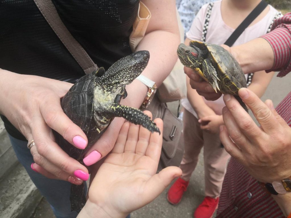 У Миколаївському зоопарку відмітили World Turtle Day: «місцеві» тортілли були задоволені святковими салатиками (ФОТО) 4