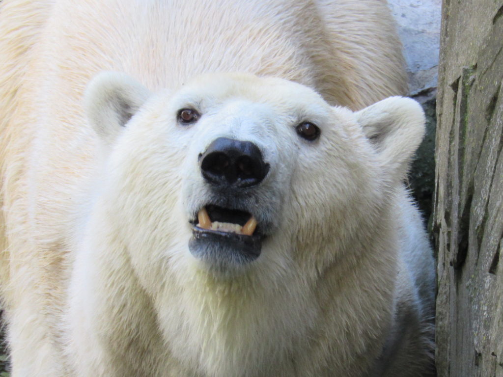 Сьогодні - Happy bears day: Миколаївський зоопарк показав своїх клишоногих (ФОТО) 4