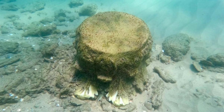 Біля узбережжя Ізраїлю знайшли уламки корабля з найдавнішим у світі вантажем (ФОТО, ВІДЕО)