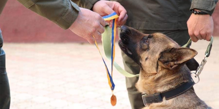 У Миколаєві медаллю «За віддану службу» нагородили гвардійську вівчарку (ФОТО)