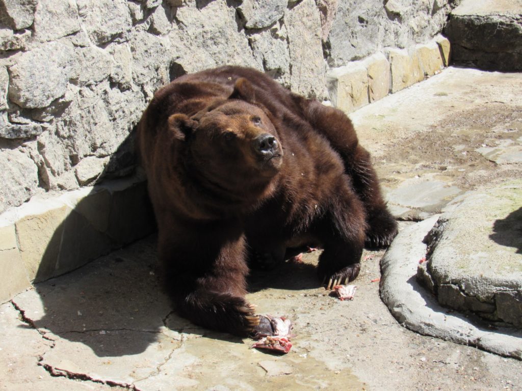 Сьогодні - Happy bears day: Миколаївський зоопарк показав своїх клишоногих (ФОТО) 6