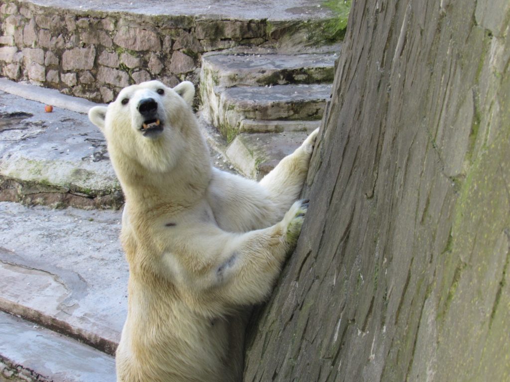 Сьогодні - Happy bears day: Миколаївський зоопарк показав своїх клишоногих (ФОТО) 8