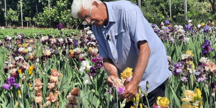 «Місто на хвилі» і «Незламний Миколаїв»: селекціонер назвав два нових сорти ірисів на честь Миколаєва (ФОТО, ВІДЕО)