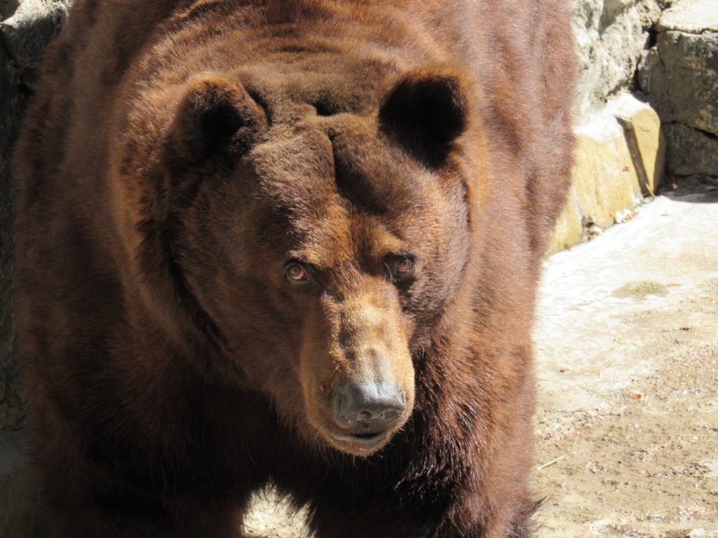 Сьогодні - Happy bears day: Миколаївський зоопарк показав своїх клишоногих (ФОТО) 10