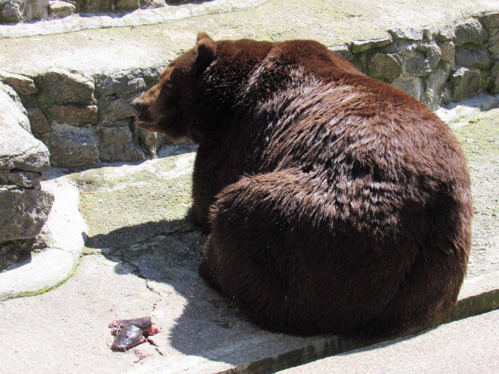 Сьогодні - Happy bears day: Миколаївський зоопарк показав своїх клишоногих (ФОТО) 12