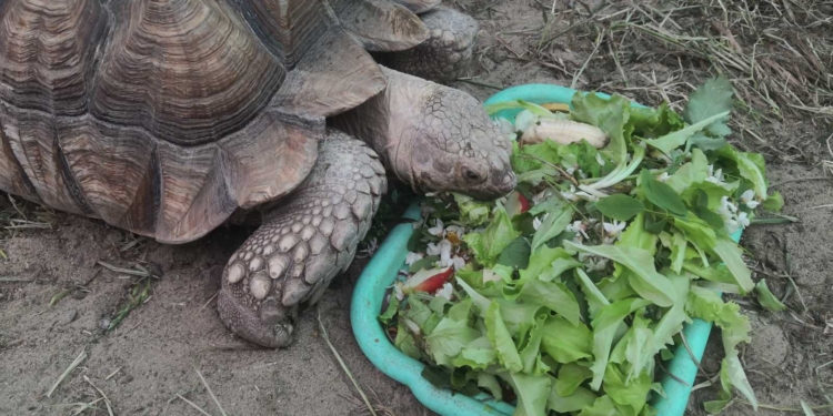 У Миколаївському зоопарку відмітили World Turtle Day: «місцеві» тортілли були задоволені святковими салатиками (ФОТО)