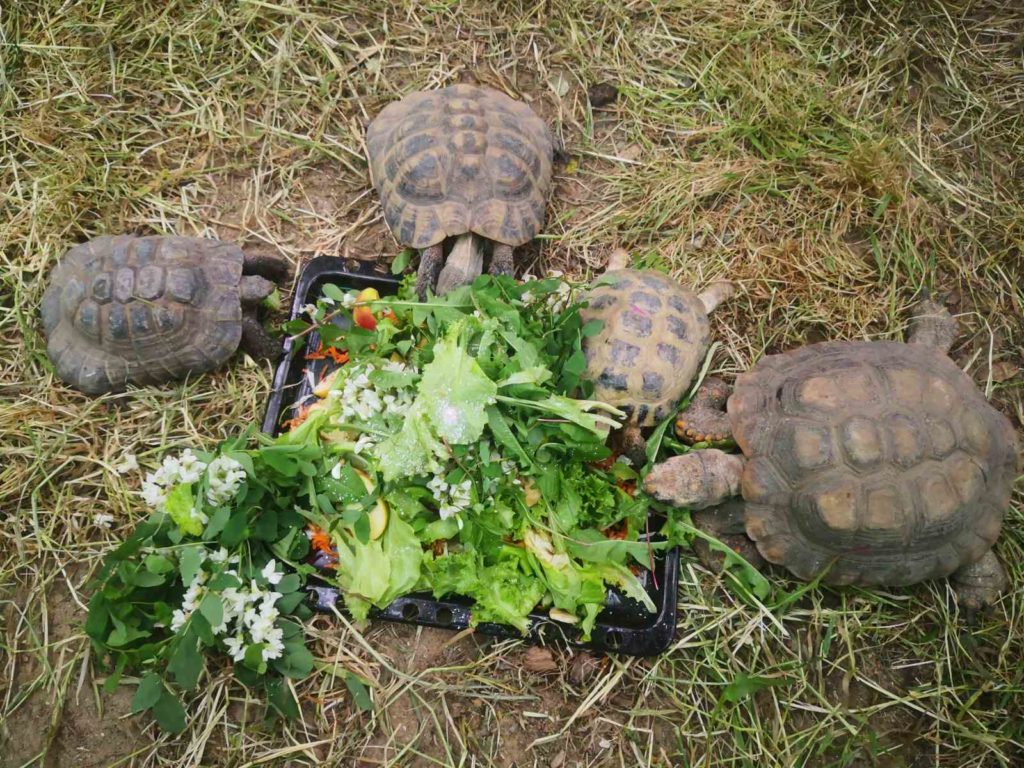 У Миколаївському зоопарку відмітили World Turtle Day: «місцеві» тортілли були задоволені святковими салатиками (ФОТО) 14