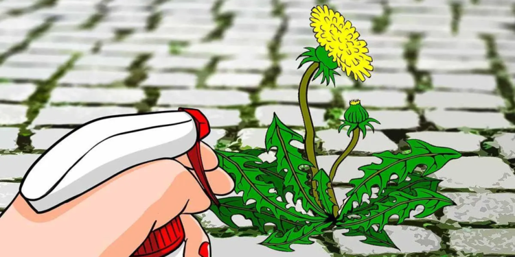 Чи можна позбавитись від бур’янів без хімії? Ось декілька варіантів