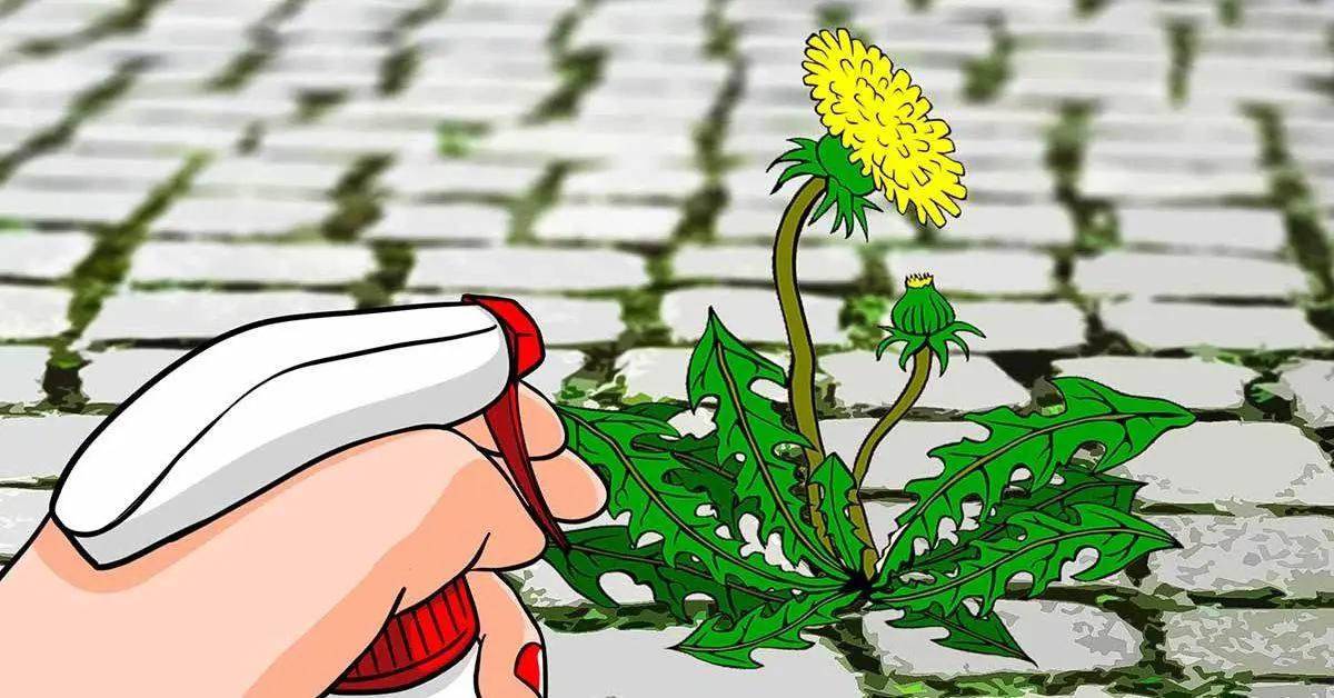 Чи можна позбавитись від бур’янів без хімії? Ось декілька варіантів