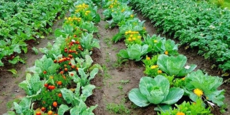 Так, це можливо. Підвищуємо врожаї без хімії. Безпечні варіанти (ВІДЕО)