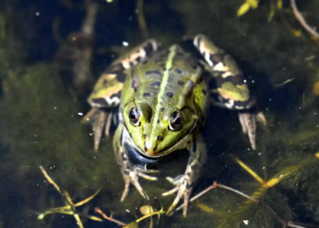 Сусідська війна у Франції. Жандармів викликали, щоб змусити замовкнути…жаб