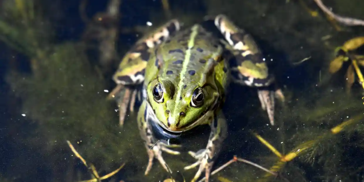 Сусідська війна у Франції. Жандармів викликали, щоб змусити замовкнути…жаб