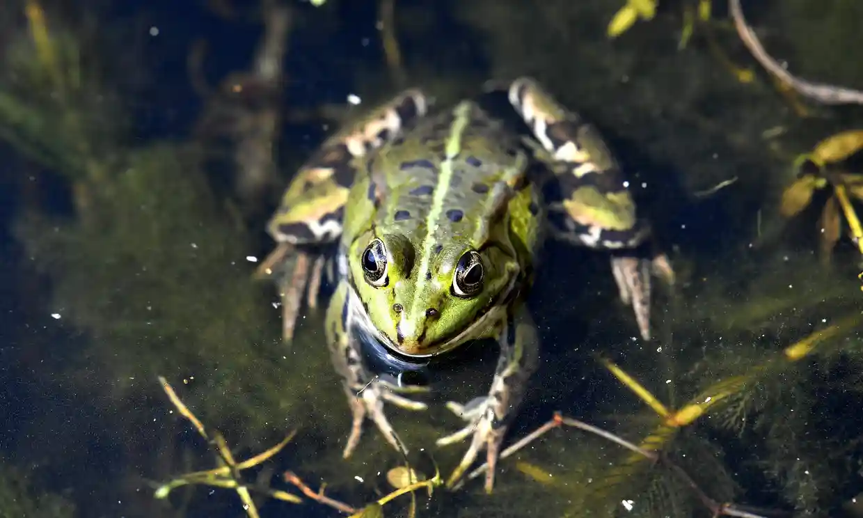 Сусідська війна у Франції. Жандармів викликали, щоб змусити замовкнути…жаб
