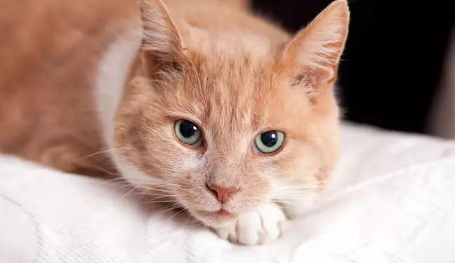 Ідеальна робота? В Австралії сім’я шукає няню для кішки – з проживанням і повним пансіоном (ФОТО)