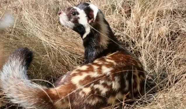 Науковці бояться, що війна знищить червонокнижних тварин. Деяких бачать наші бійці – в окопах (ВІДЕО)