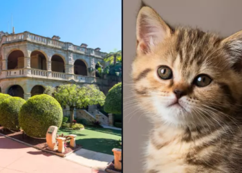 Ідеальна робота? В Австралії сім’я шукає няню для кішки – з проживанням і повним пансіоном (ФОТО)